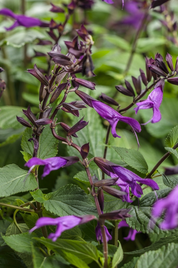 Rockin™ Sage - Salvia 'Rockin' Deep Purple' from Green Barn Garden Center