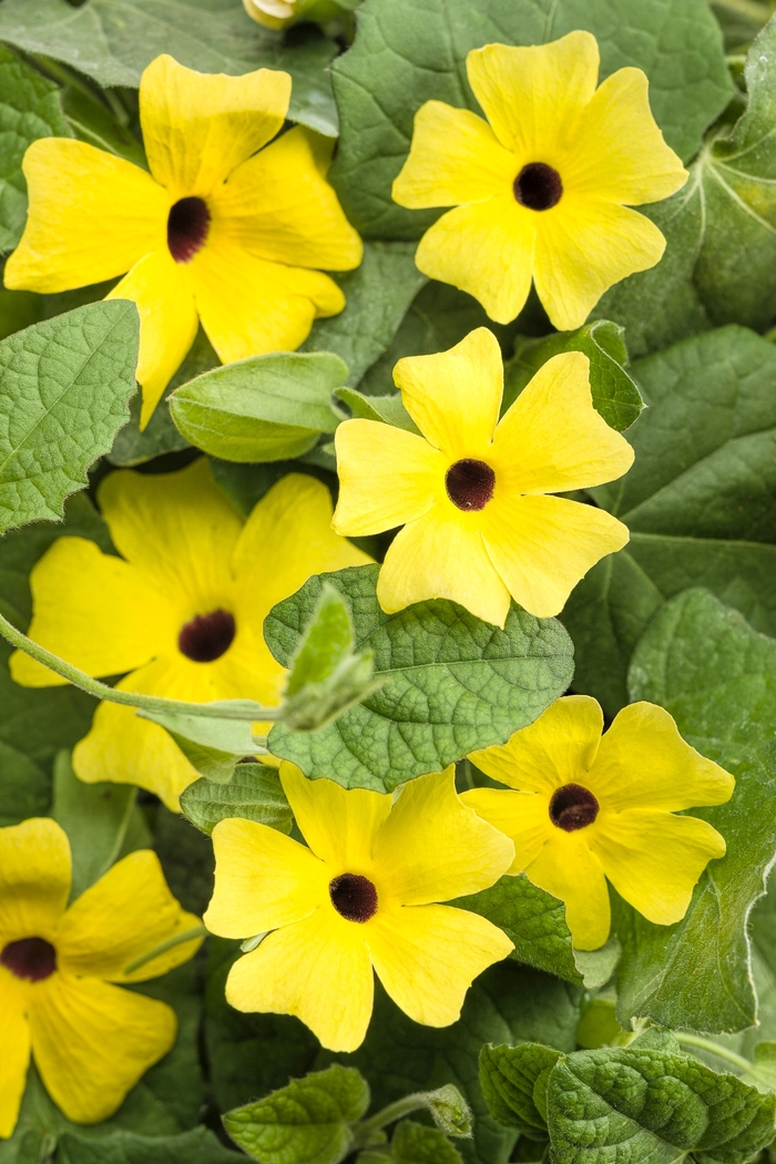 Black-Eyed Susan Vine - Thunbergia alata 'Lemon A-Peel' from Green Barn Garden Center