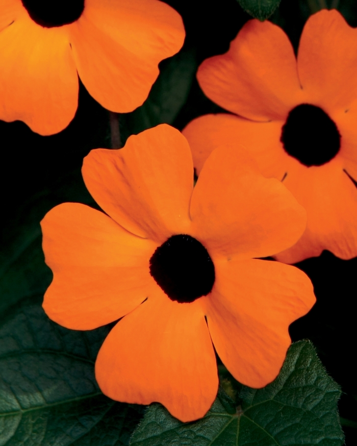 Black-Eyed Susan Vine - Thunbergia alata 'Orange A-Peel' from Green Barn Garden Center