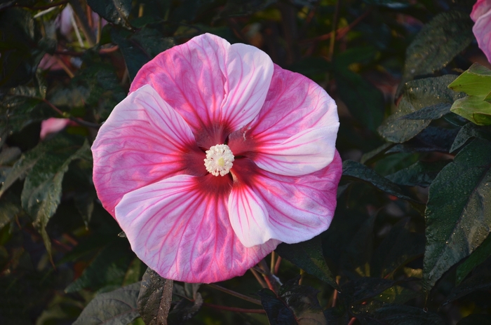 Hardy Hibiscus - Hibiscus hybrid 'Summerific ® Cherry Choco Latte' from Green Barn Garden Center