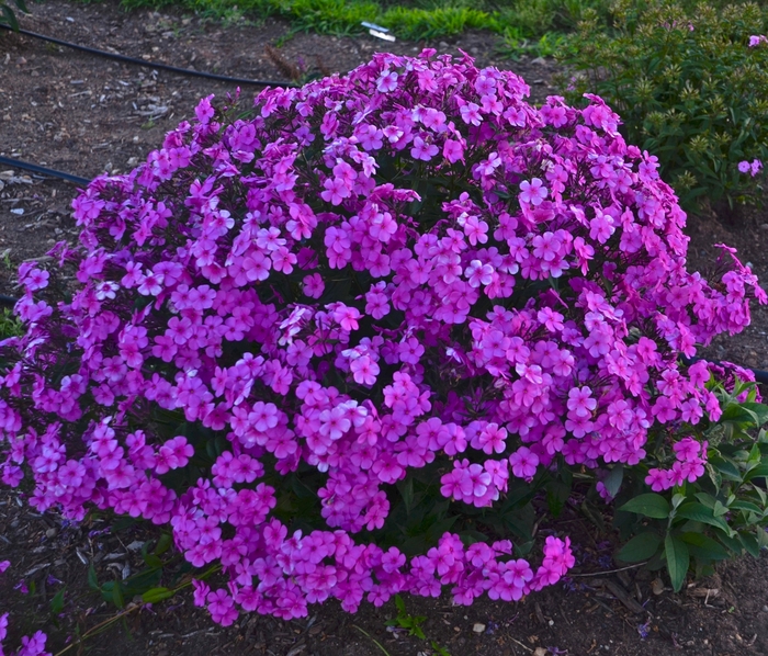 Tall Cushion Phlox - Phlox hybrid 'Cloudburst' from Green Barn Garden Center