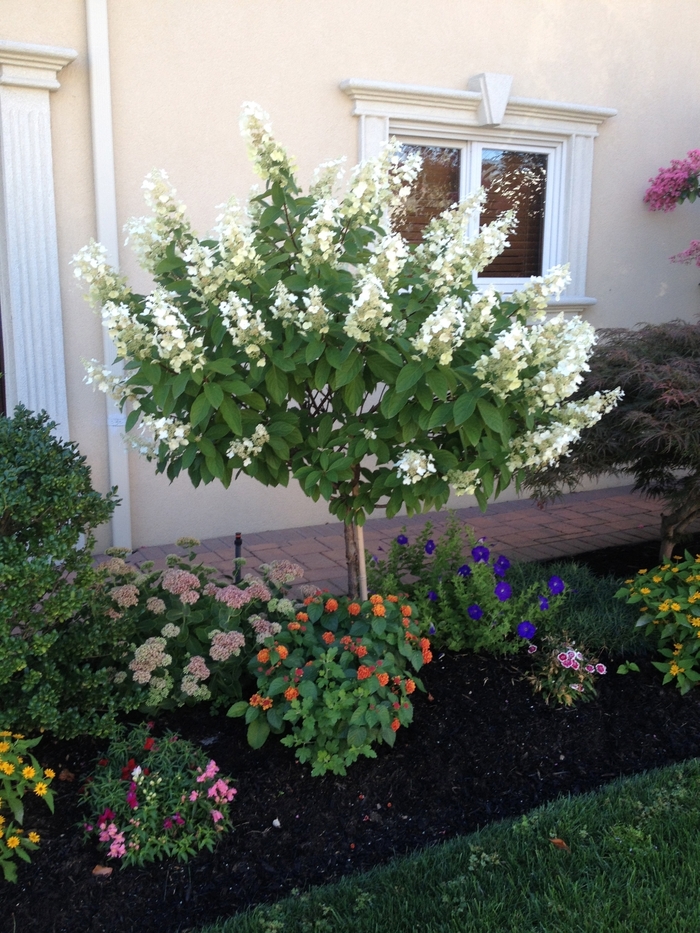 Limelight Hydrangea - Hydrangea paniculata 'Limelight' from Green Barn Garden Center