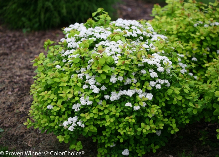 Birchleaf Spirea - Spiraea betulifolia 'Glow Girl' from Green Barn Garden Center