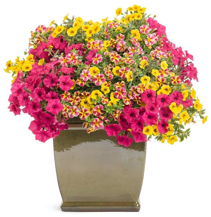 Superbells® Holy Moly!™ - Calibrachoa hybrid 'Holy Moly!™' from Green Barn Garden Center