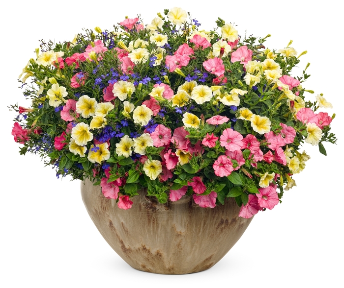 Supertunia® Petunia - Petunia hybrid 'Supertunia® Limoncello' from Green Barn Garden Center