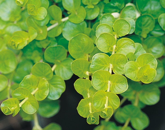 Creeping Jenny - Lysimachia nummularia 'Goldilocks' from Green Barn Garden Center