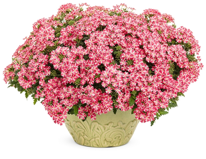 Superbena® - Verbena hybrid 'Royale Cherry Burst' from Green Barn Garden Center