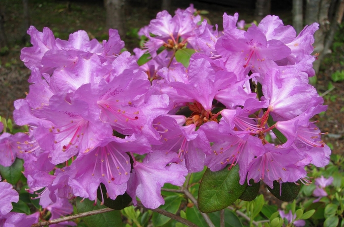 PJM Elite Rhododendron - Rhododendron 'P.J.M. Elite' from Green Barn Garden Center