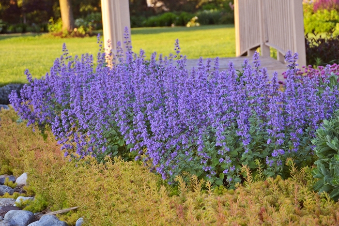 'Cat's Meow' Catmint - Nepeta faassenii 'Cat's Meow' from Green Barn Garden Center