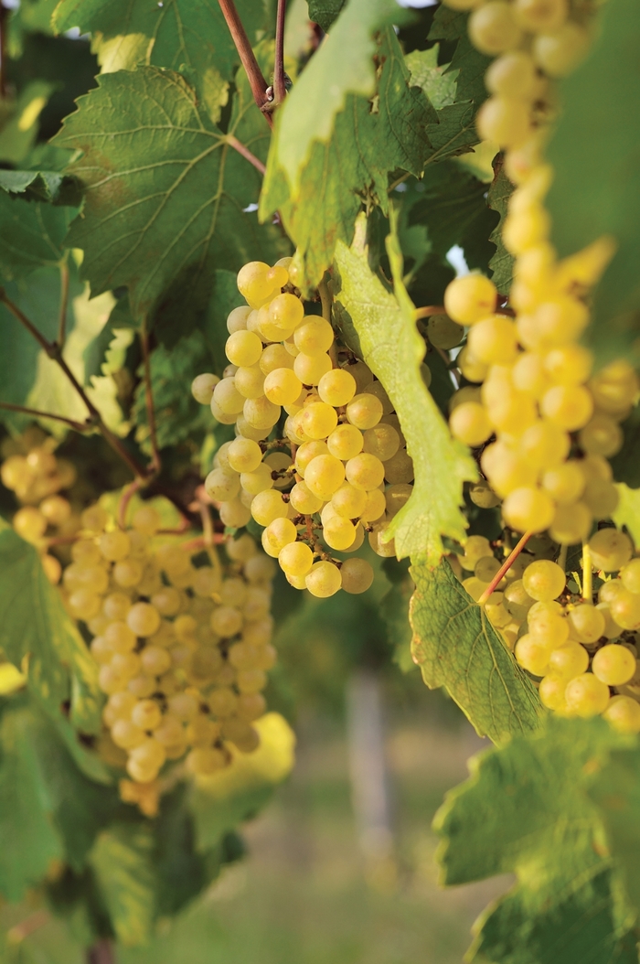 Edelweiss Grape - Vitis vinifera 'Edelweiss' from Green Barn Garden Center