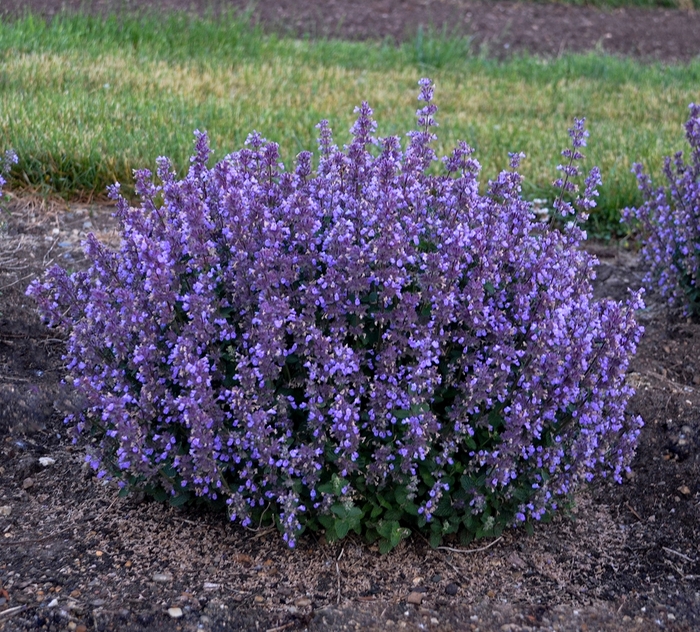 Cat's Pajamas Catmint - Nepeta hybrid 'Cat's Pajama' from Green Barn Garden Center