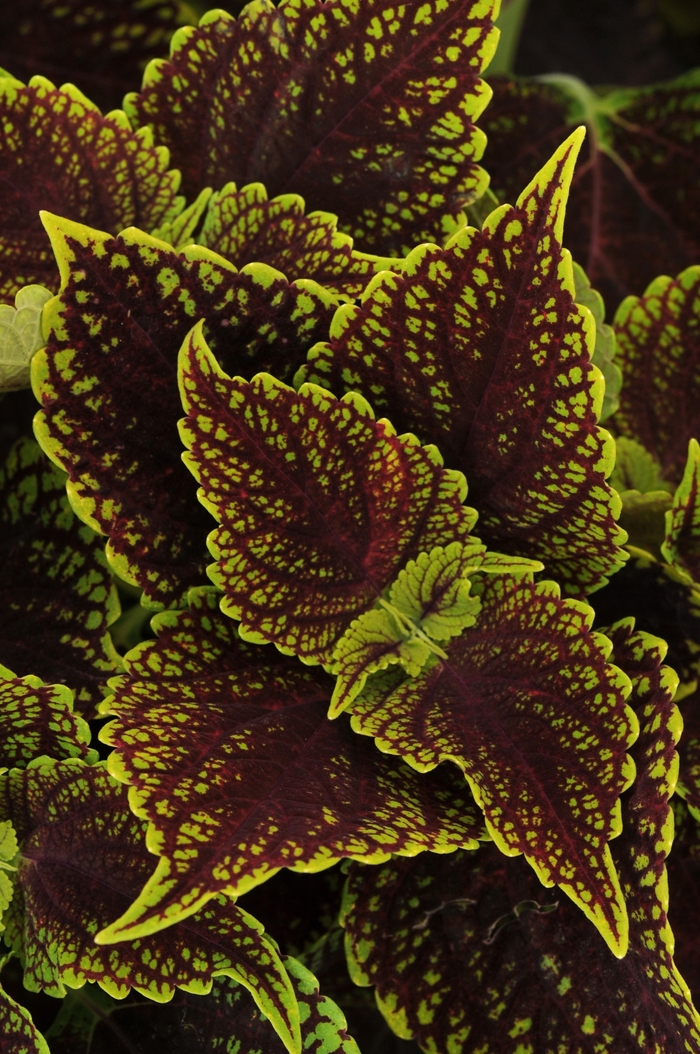 Coleus - Solenostemon scutellarioides 'Coleosaurus' from Green Barn Garden Center