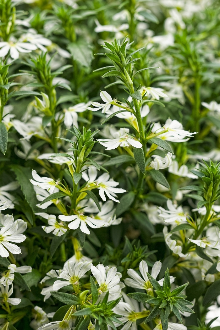 Fan Flower - Scaevola aemula 'Whirlwind White' from Green Barn Garden Center