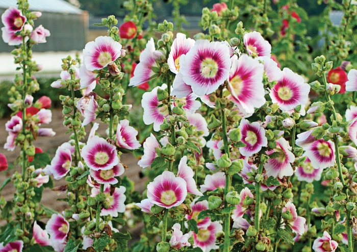 Hollyhock - Alcea rosea 'Halo Blush' from Green Barn Garden Center