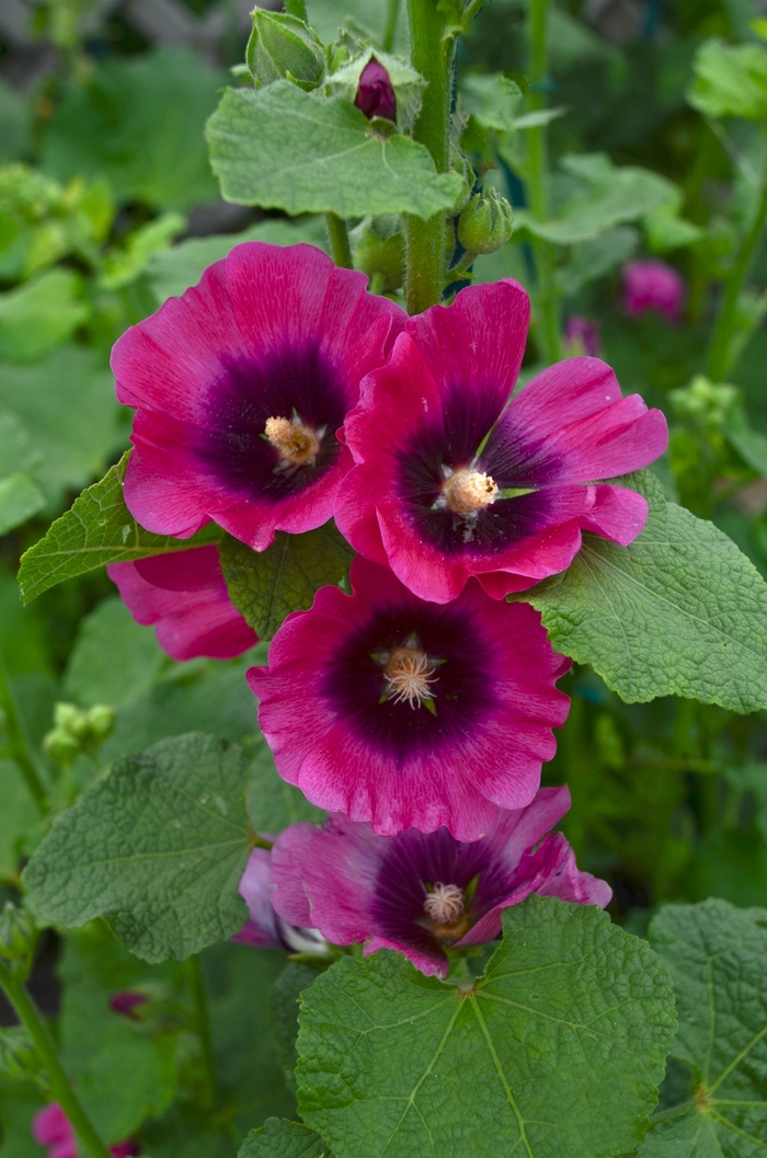 Hollyhock - Alcea rosea 'Cerise' from Green Barn Garden Center