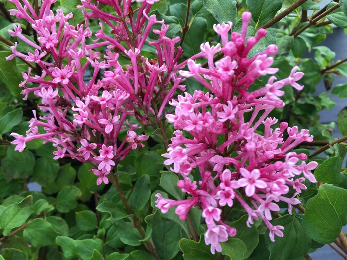 Bloomerang Dwarf Pink Lilac - Syringa 'Bloomerang Dwarf Pink' from Green Barn Garden Center