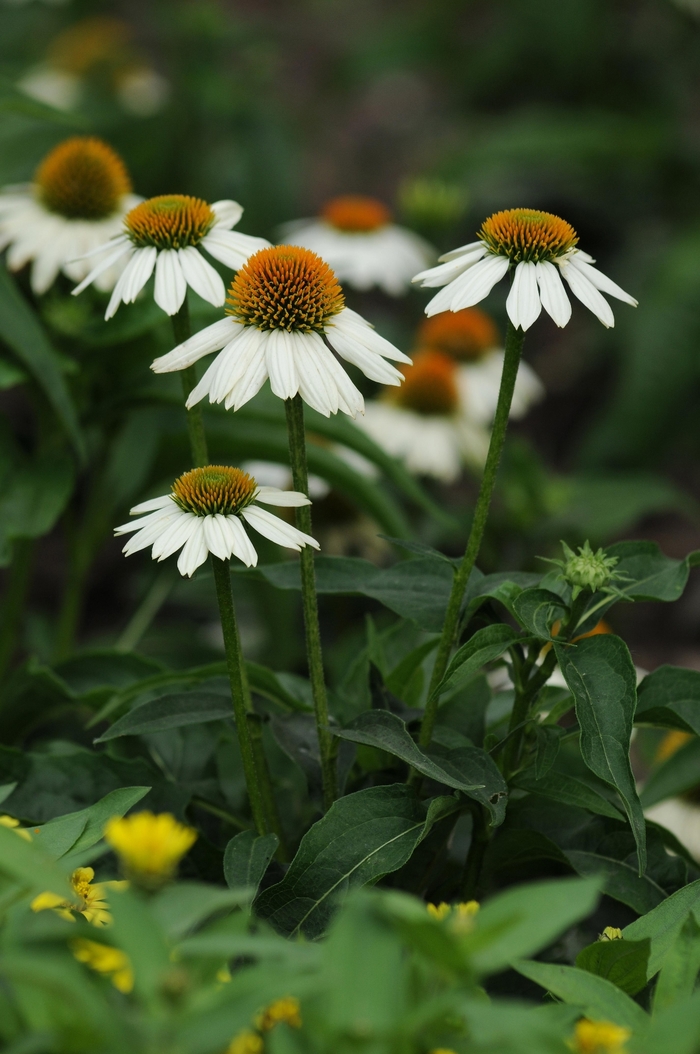 PowWow White Coneflower - Echinacea purpurea 'PowWow' from Green Barn Garden Center