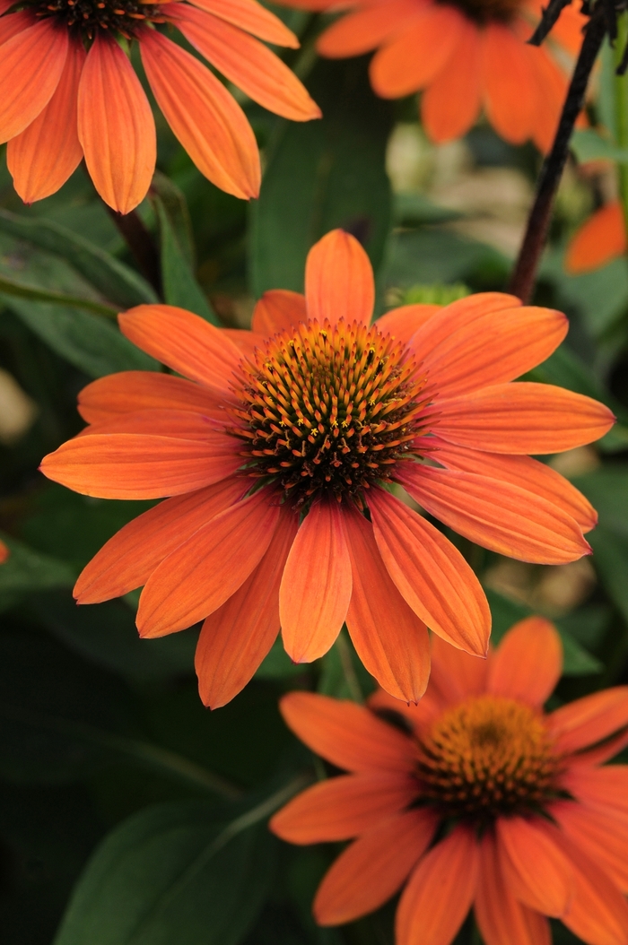 Sombrero Adobe Orange Coneflower - Echinacea 'Sombrero Adobe Orange' from Green Barn Garden Center