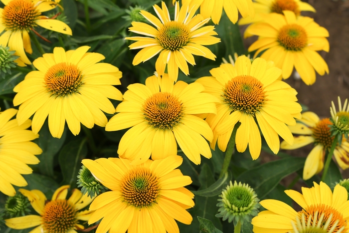 Coneflower - Echinacea 'Sombrero™ Lemon Yellow' from Green Barn Garden Center