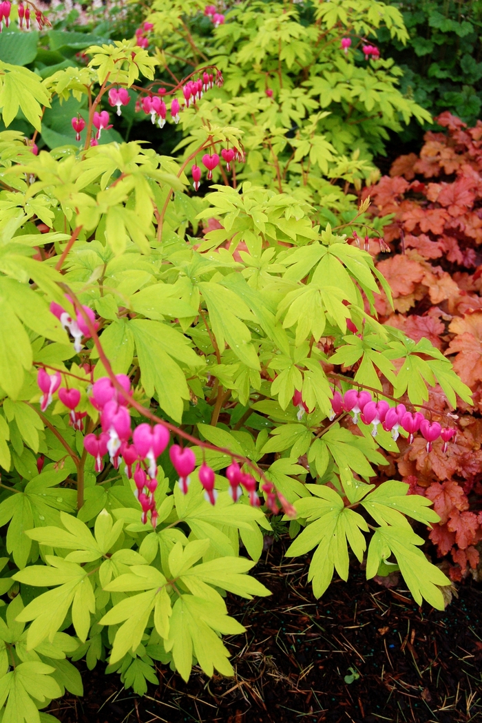 Bleeding Heart - Dicentra spectabilis 'Gold Heart' from Green Barn Garden Center