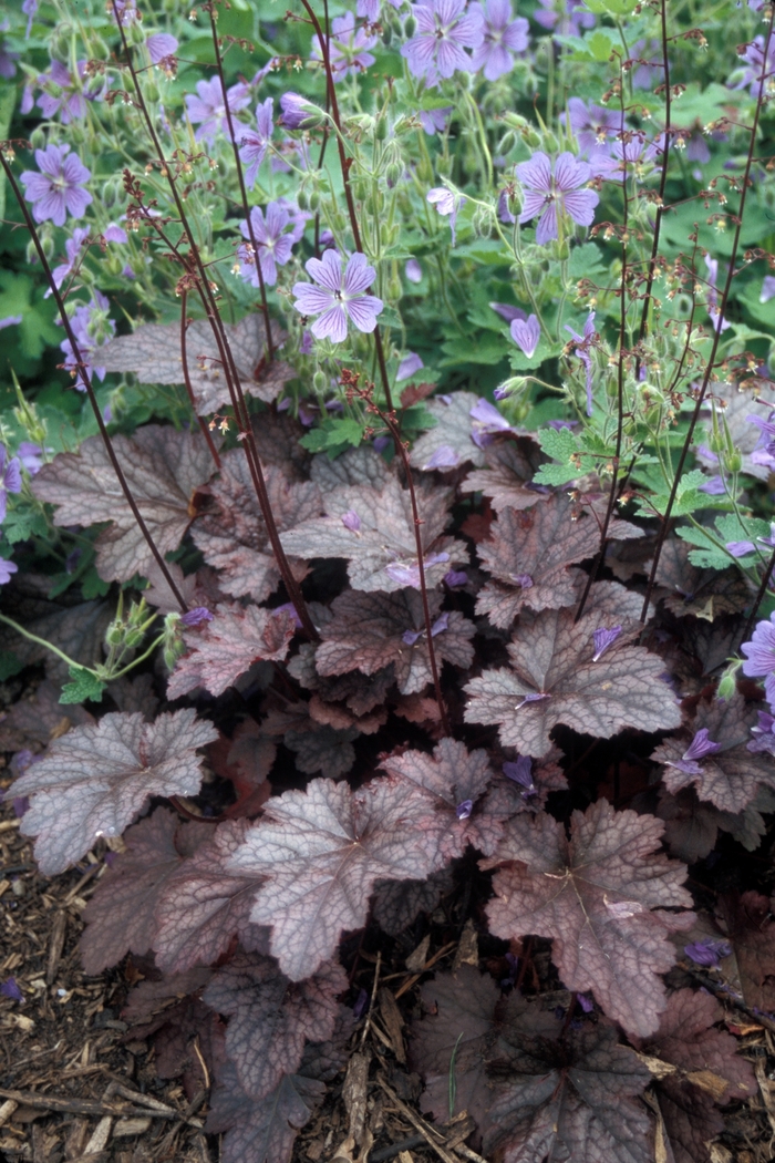 Plum Pudding Coral Bell - Heuchera 'Plum Pudding' from Green Barn Garden Center