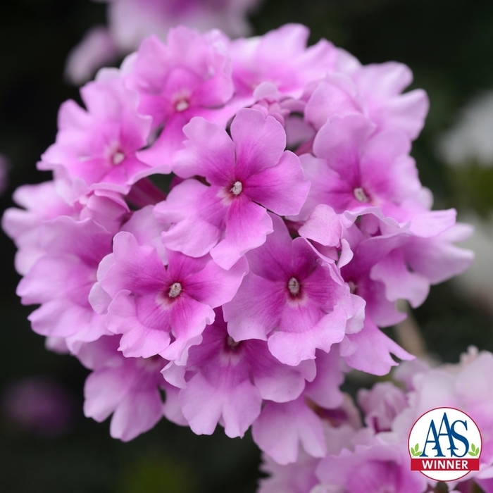 Verbena - Verbena 'EnduraScape Pink Bicolor' from Green Barn Garden Center