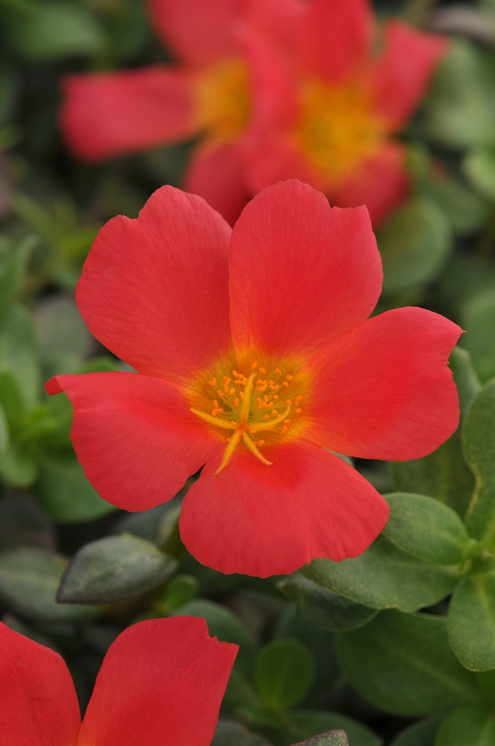 Rio Grande™ Portulaca - Portulaca oleracea 'Rio Grande Scarlet' from Green Barn Garden Center