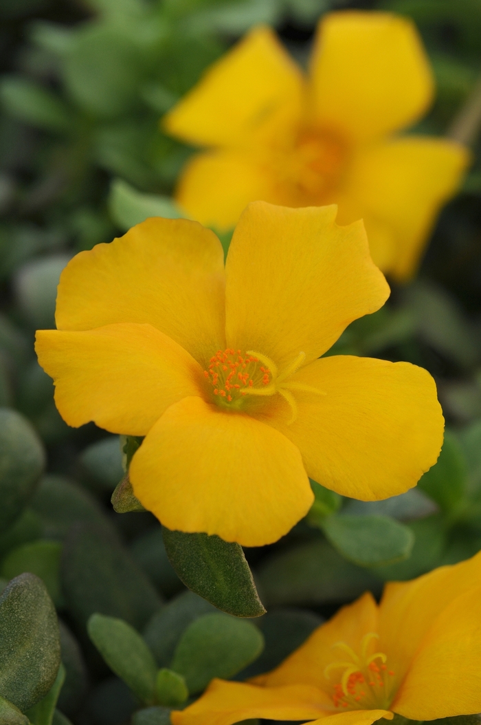 Rio Grande™ Yellow Portulaca - Portulaca oleracea from Green Barn Garden Center