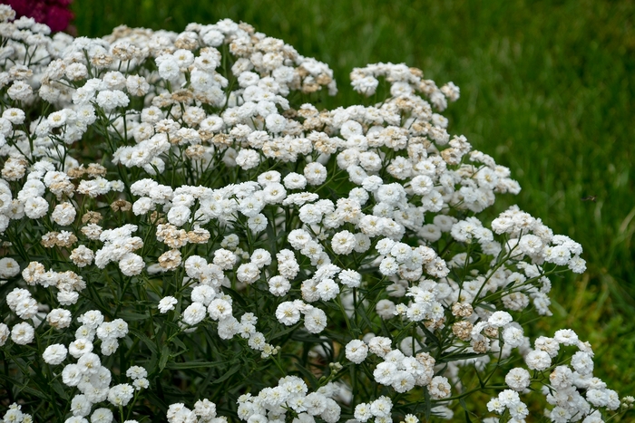 Sneezewort - Achillea ptarmica 'Ballerina' from Green Barn Garden Center