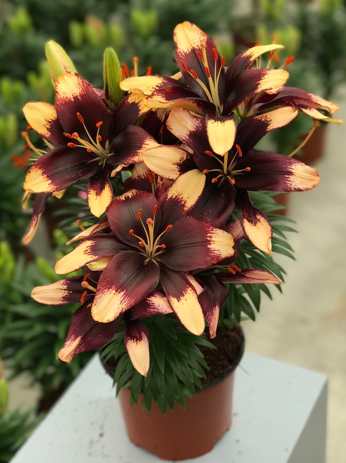 Tiny Epic Asiatic Lily - Lilium asiaticum 'Tiny Epic' from Green Barn Garden Center