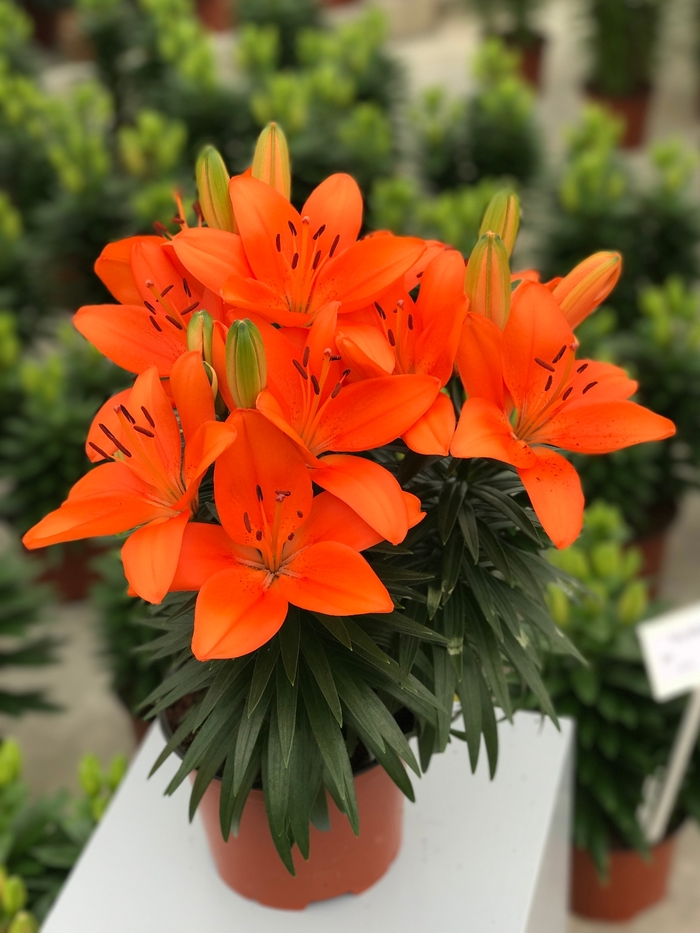 Tiny Heroes Asiatic Lily - Lilium asiaticum 'Tiny Heroes' from Green Barn Garden Center