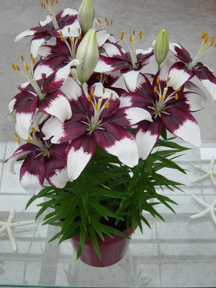 Tiny Padhye Asiatic Lily - Lilium 'Tiny Padhye' from Green Barn Garden Center