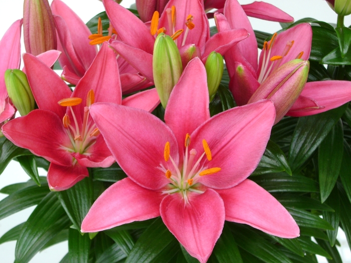 Tiny Pearl Lily - Lilium 'Tiny Pearl' from Green Barn Garden Center