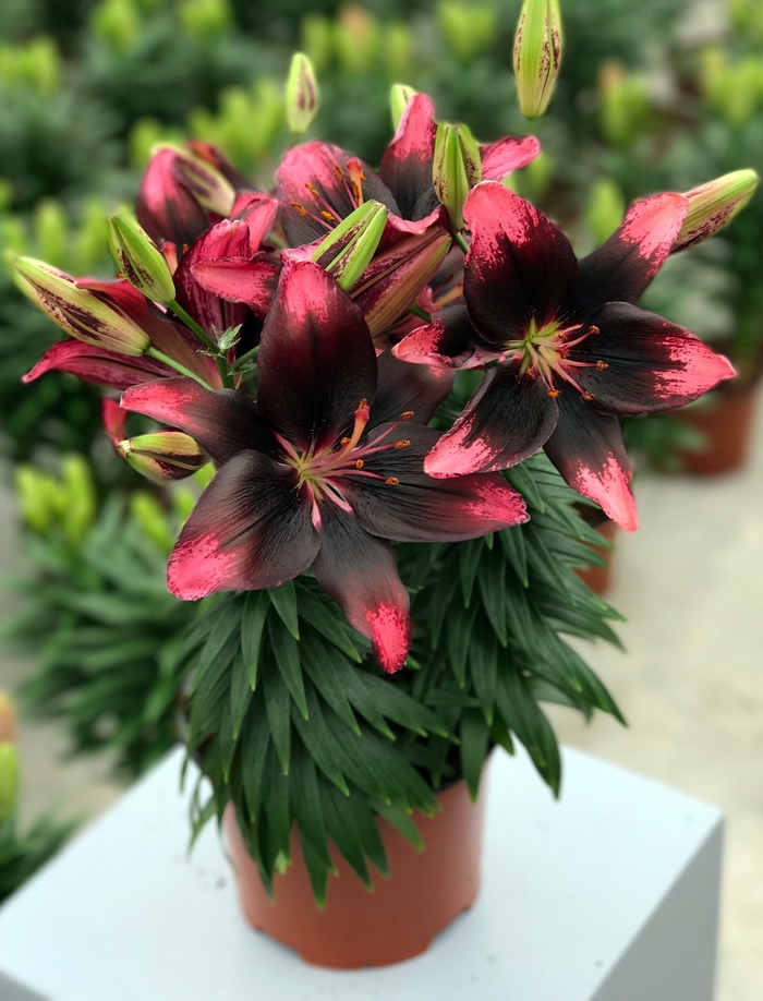 Tiny Poems Asiatic Lily - Lilium asiaticum 'Tiny Poems' from Green Barn Garden Center