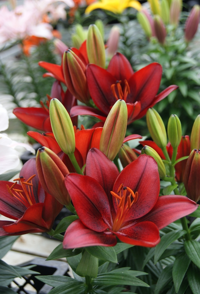 Tiny Rocket Asiatic Lily - Lilium asiaticum 'Tiny Rocket' from Green Barn Garden Center