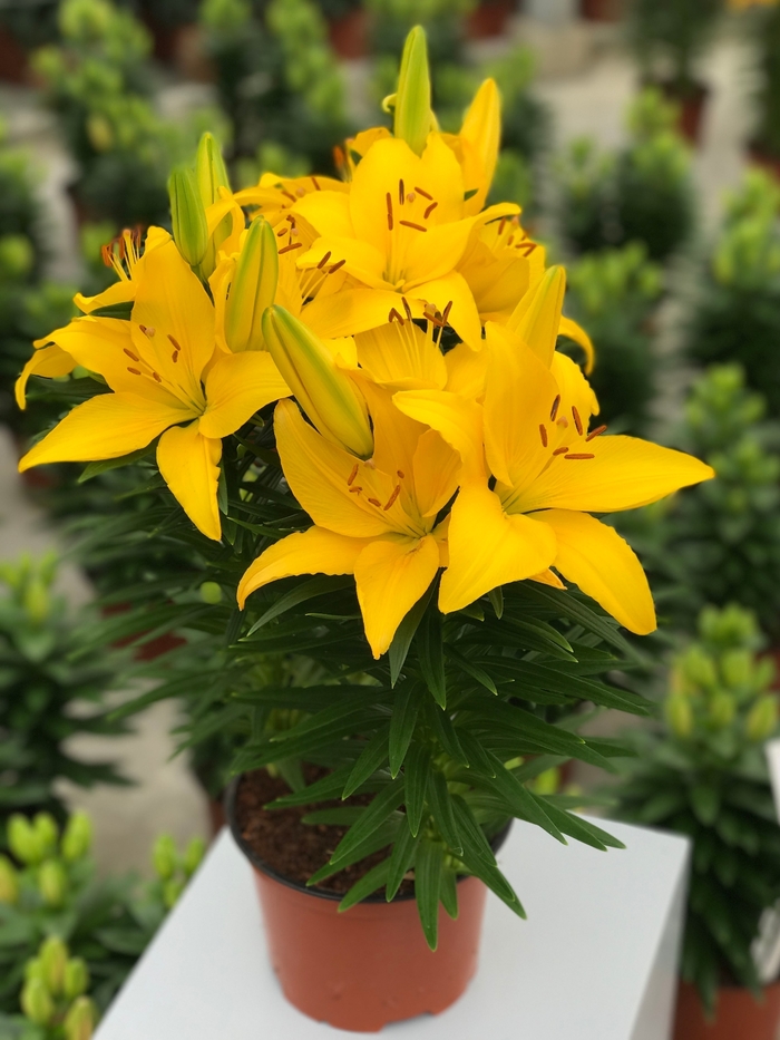 Tiny Ranger Asiatic Lily - Lilium asiaticum 'Tiny Ranger' from Green Barn Garden Center