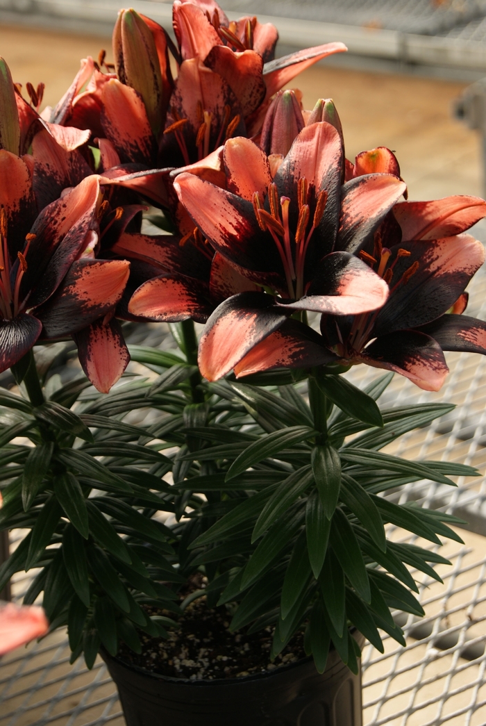 Tiny Shadow Asiatic Lily - Lilium asiaticum 'Tiny Shadow' from Green Barn Garden Center