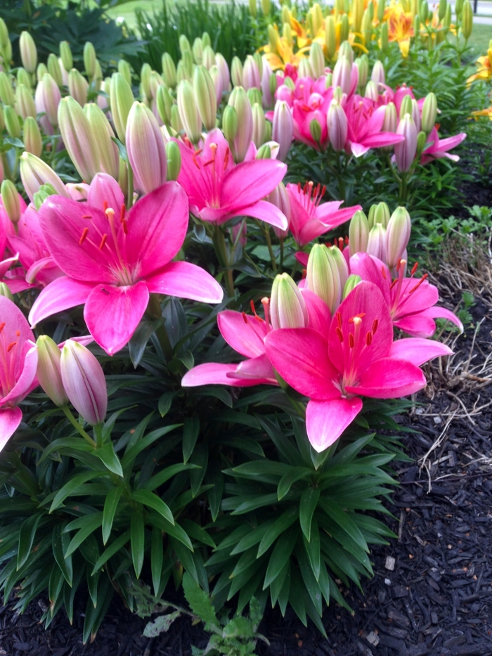 Tiny Toons Asiatic Lily - Lilium asiaticum 'Tiny Toons' from Green Barn Garden Center