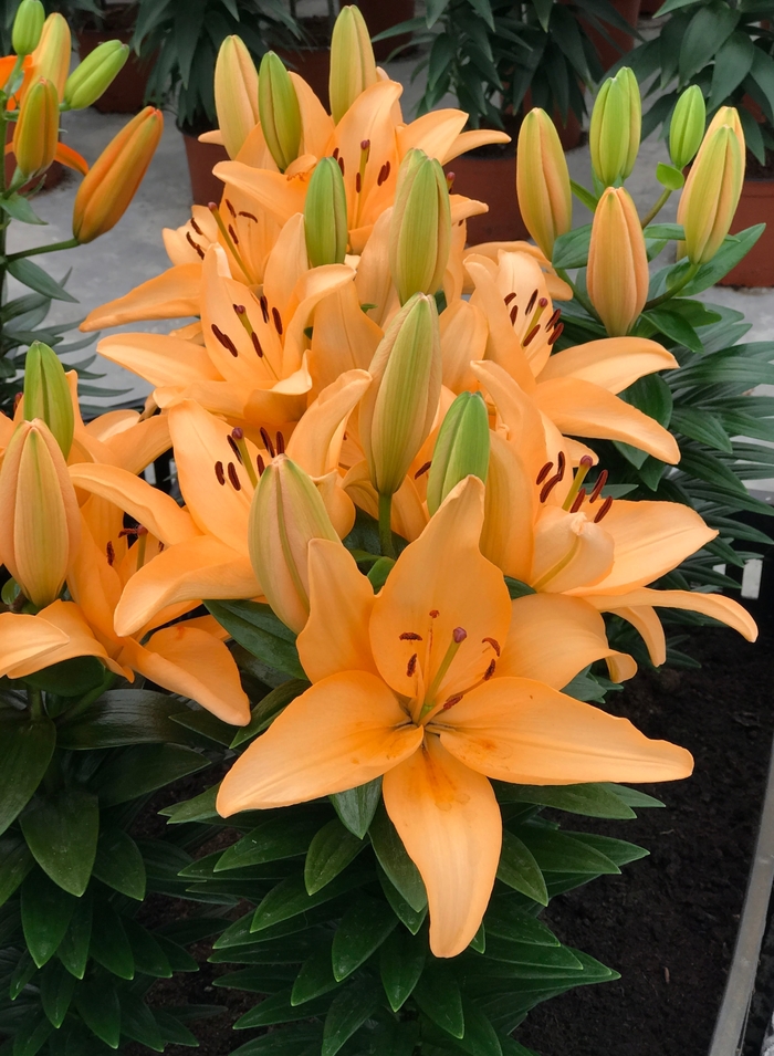 Tiny Moon - Asiatic Lily from Green Barn Garden Center