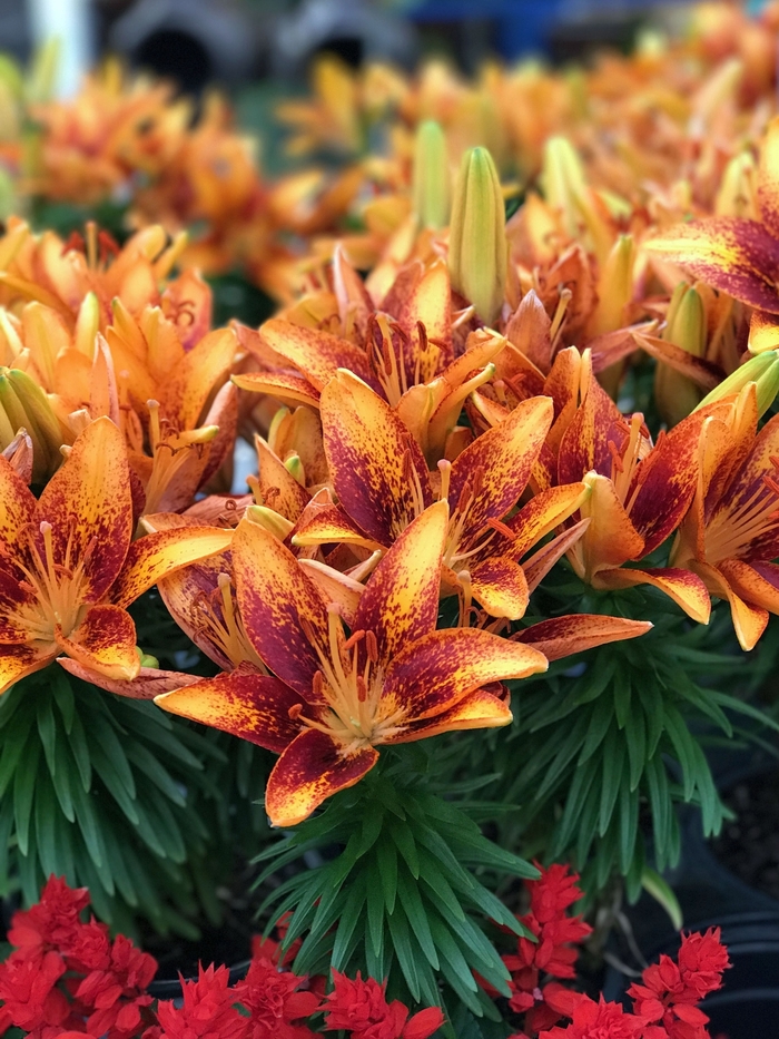 Tiny Orange Sensation - Asiatic Lily from Green Barn Garden Center