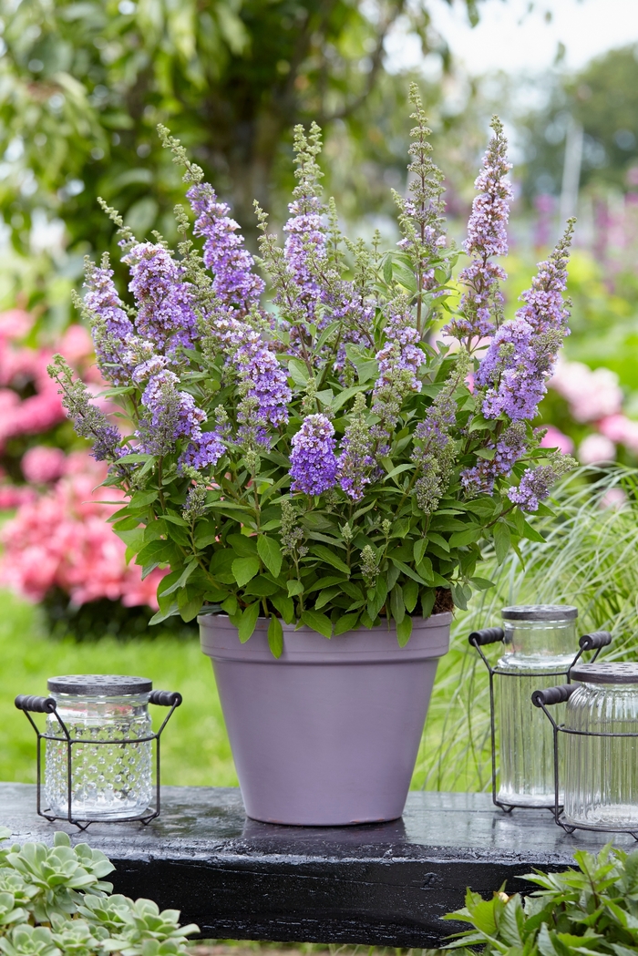 Butterfly Bush - Buddleia 'High Five Purple' from Green Barn Garden Center