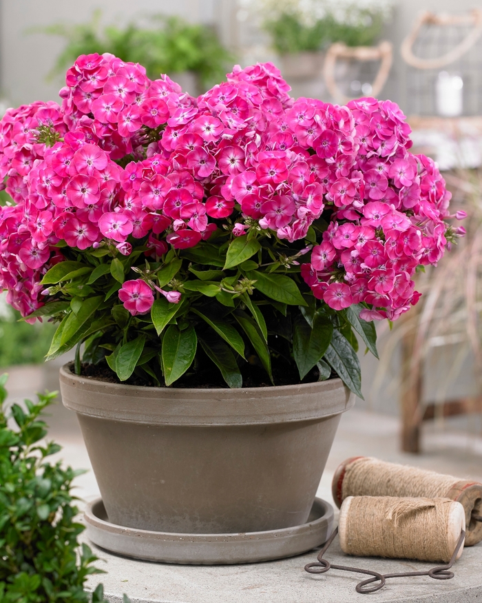 Garden Phlox - Phlox paniculata 'Bambini Sweet Tart' from Green Barn Garden Center