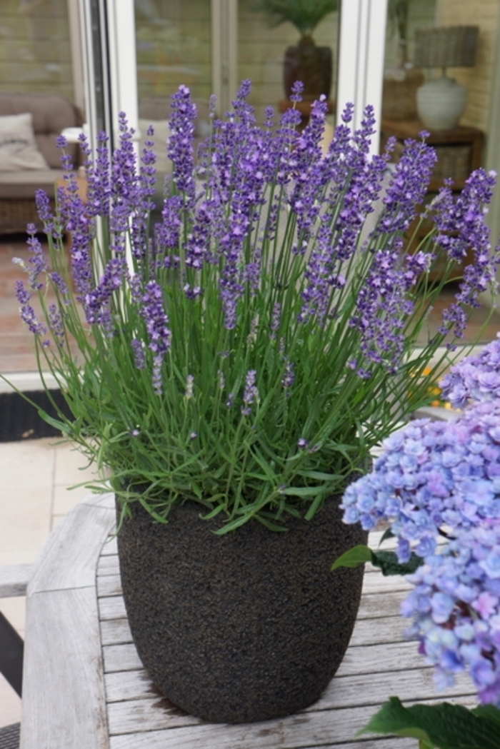 Lavender - Lavandula angustifolia 'Big Time Blue' from Green Barn Garden Center
