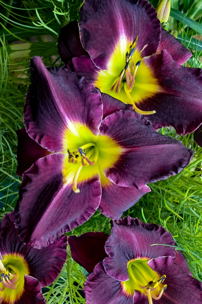 Daylily - Hemerocallis 'Bela Lugosi' from Green Barn Garden Center