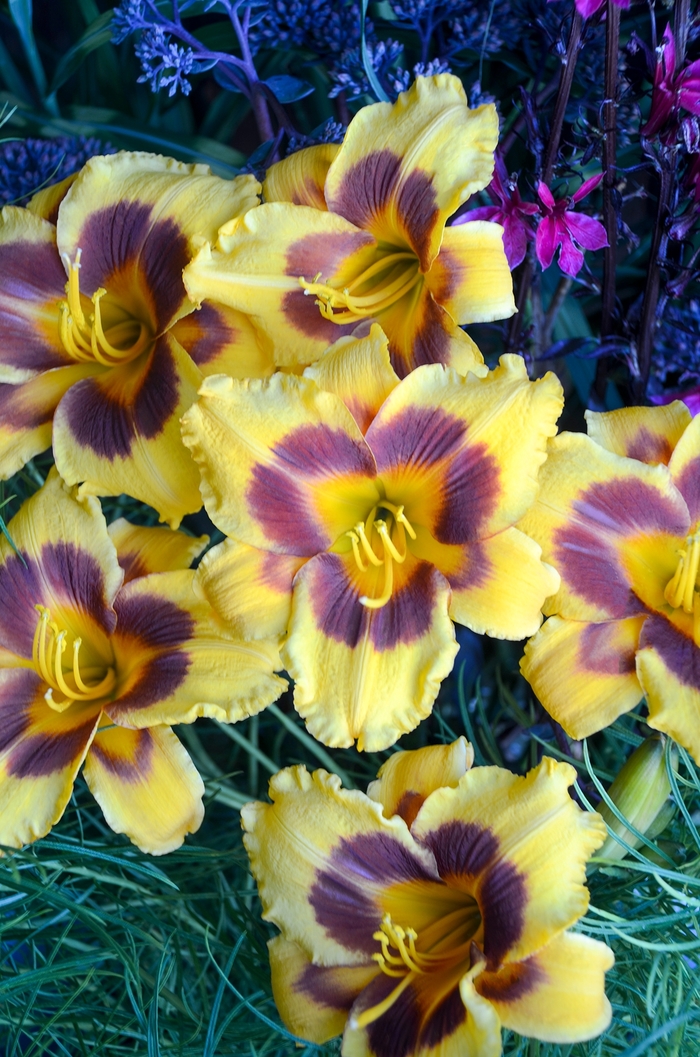 Daylily - Hemerocallis 'Black Eyed Susan' from Green Barn Garden Center