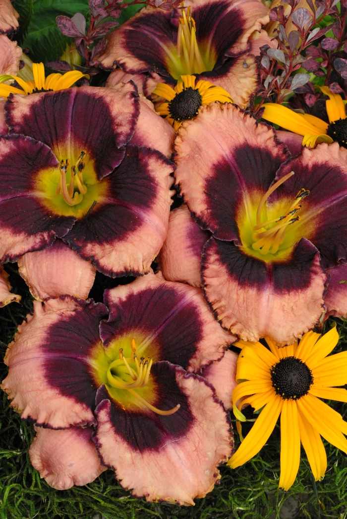 Daylily - Hemerocallis 'Daring Deception' from Green Barn Garden Center