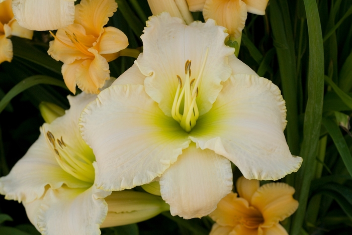 Daylily - Hemerocallis 'Early Snow' from Green Barn Garden Center