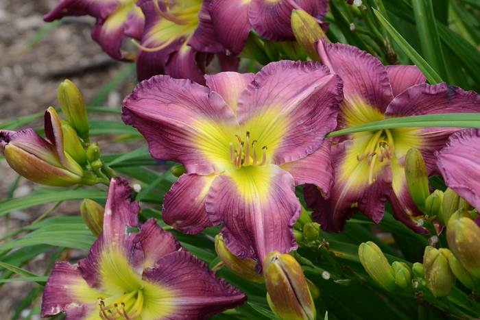 Daylily 'Garden Show' - Hemerocallis 'Garden Show' from Green Barn Garden Center