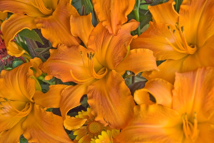 Daylily - Rainbow Rhythm® - Hemerocallis hybrid 'Primal Scream' from Green Barn Garden Center