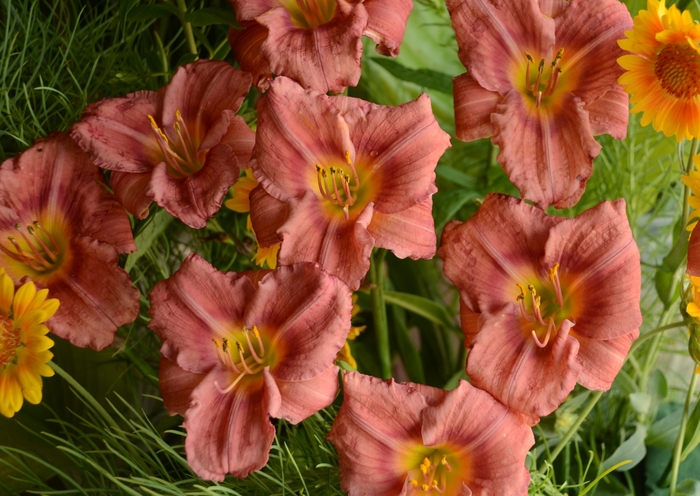 Daylily - Hemerocallis 'Rosy Returns' from Green Barn Garden Center